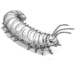 An illustration of a very hungry caterpillar.